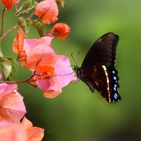 Justfor2 Villa Wildernis Kültér fotó