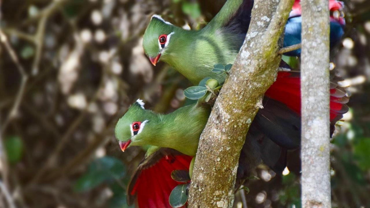 Justfor2 Villa Wildernis Kültér fotó